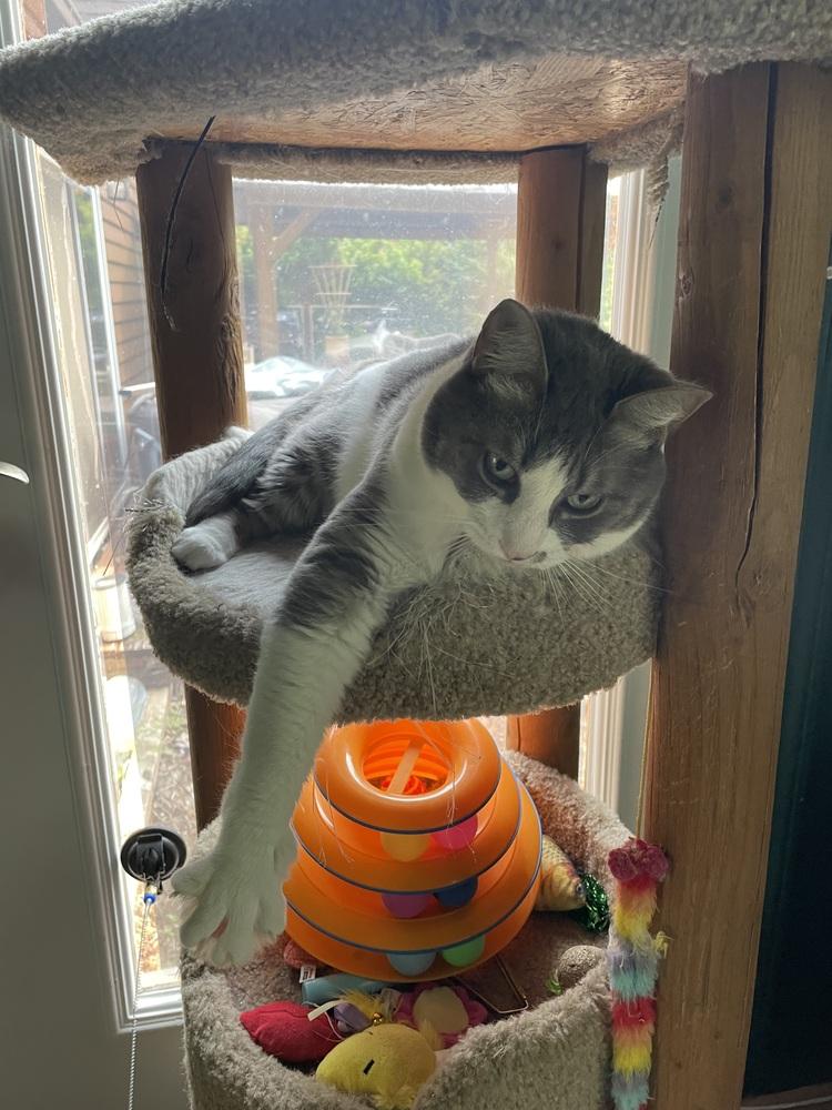 Myrtle, a Adoptable Domestic Short Hair in Bellingham, WA image 4/5