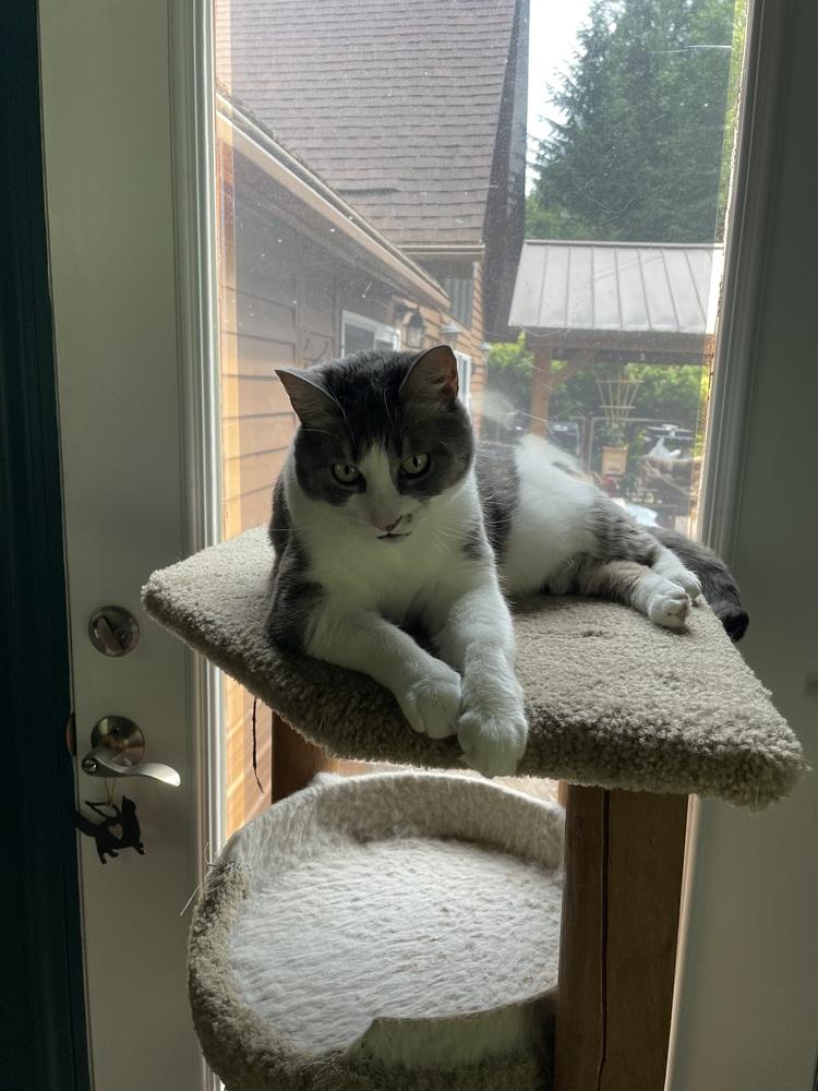 Myrtle, a Adoptable Domestic Short Hair in Bellingham, WA image 5/5