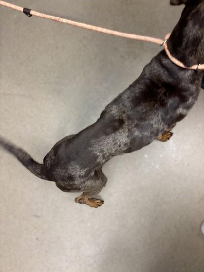 Moxxie — thumbnail 3