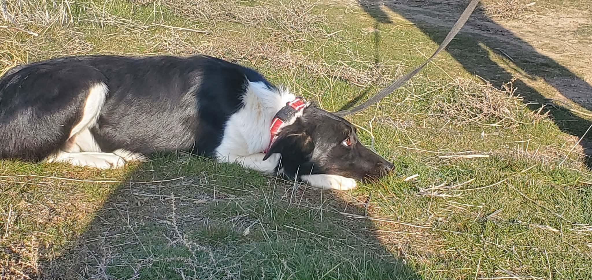 Picasso, an adoptable mixed breed in Heppner, OR image 4/4