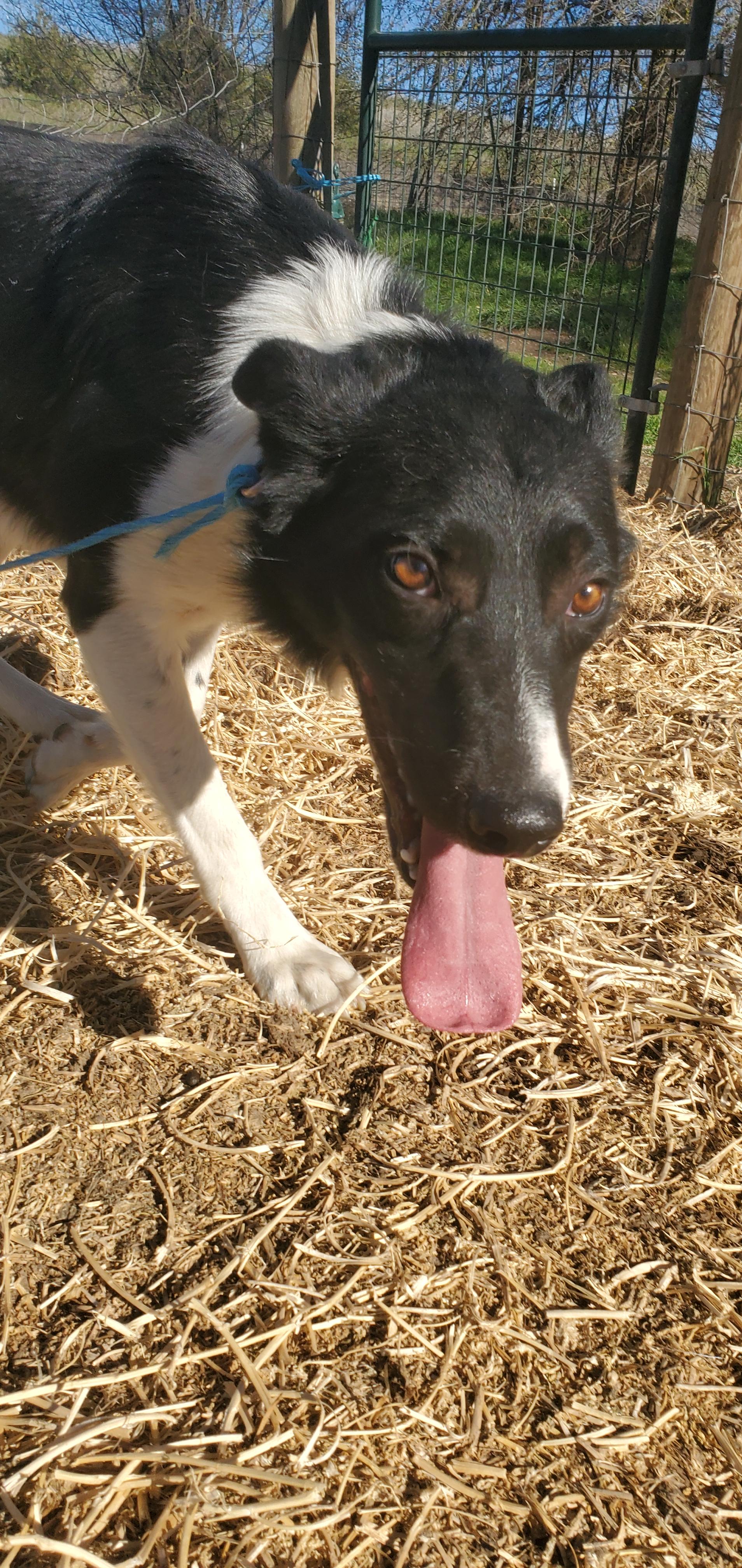 Picasso, an adoptable mixed breed in Heppner, OR image 3/4