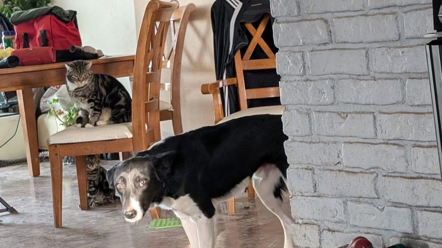 Enlarge Picasso, a ADOPTABLE mixed breed in Heppner, OR image 3/3