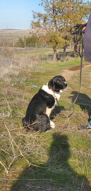 Enlarge Picasso, a ADOPTABLE mixed breed in Heppner, OR image 1/3