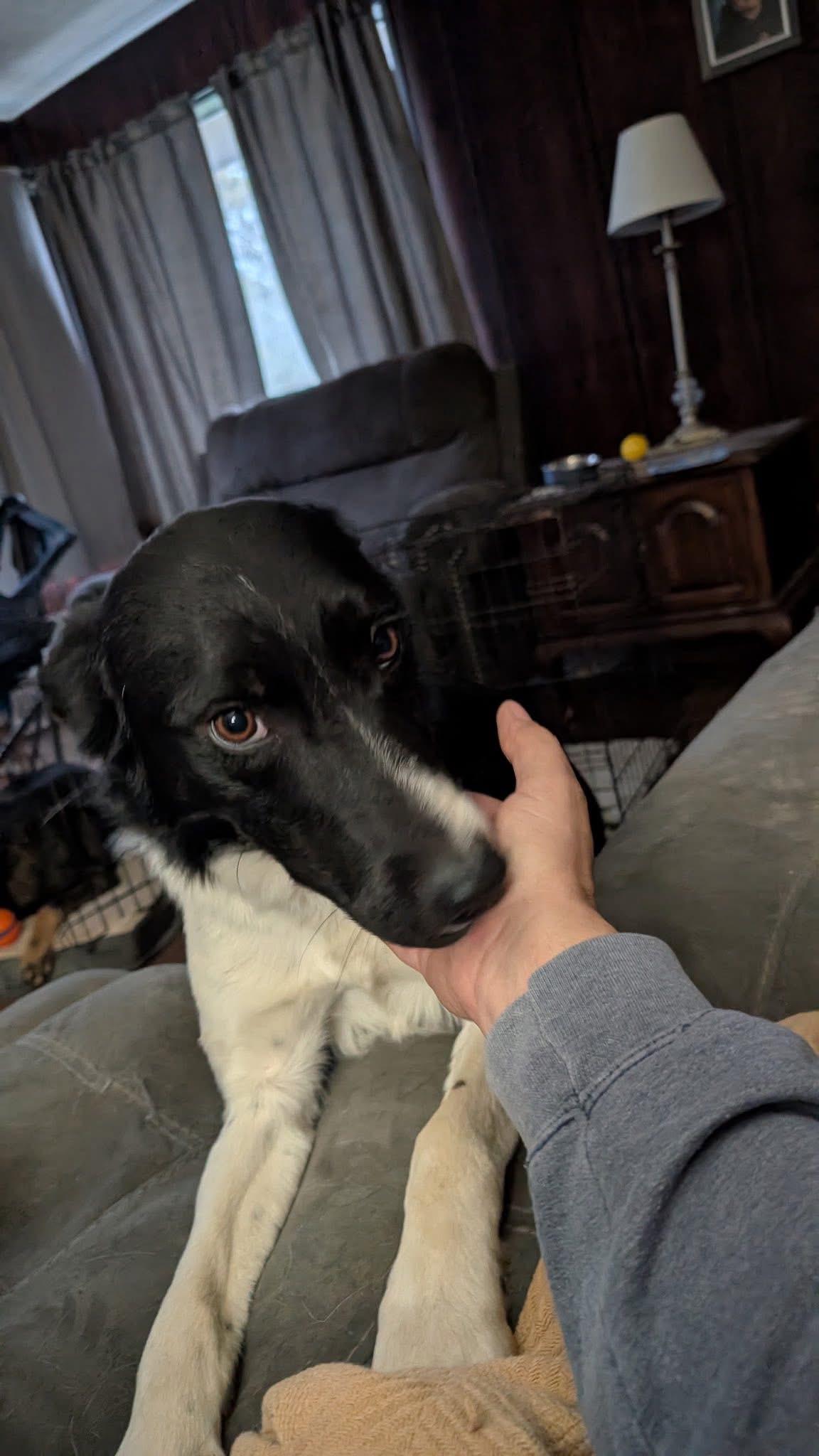 Enlarge Picasso, a ADOPTABLE mixed breed in Heppner, OR image 2/3