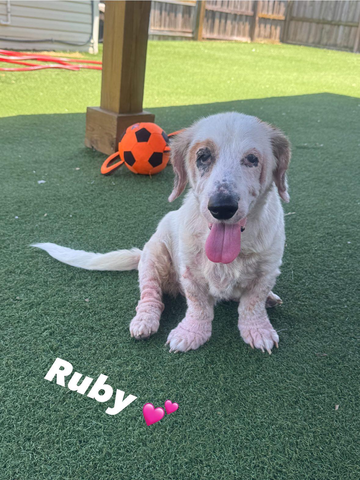 Ruby, an adoptable mixed breed in Palm Harbor, FL image 2/3