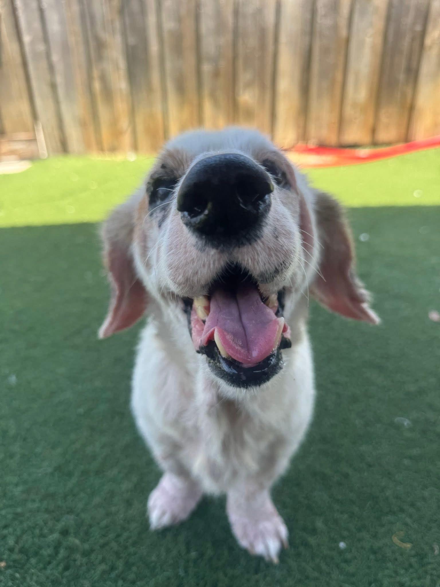 Ruby, an adoptable mixed breed in Palm Harbor, FL image 1/3