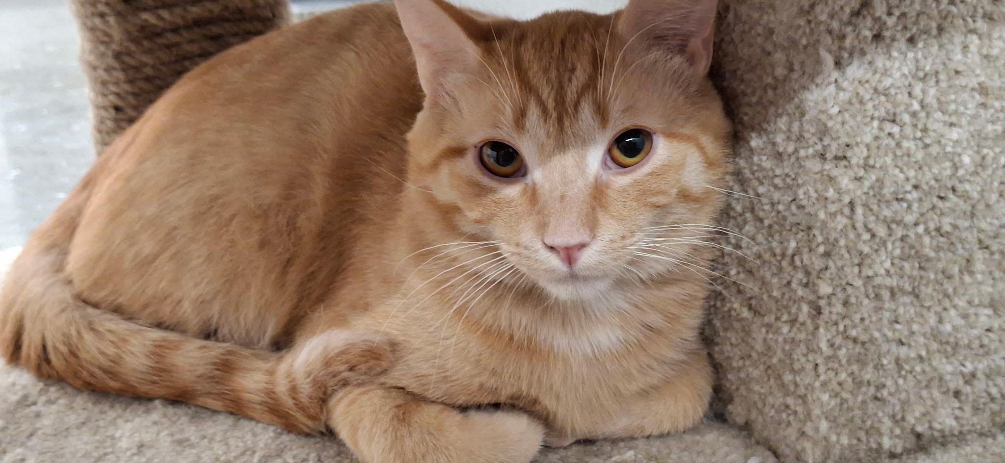 Enlarge Wiley, a ADOPTABLE Domestic Short Hair in Pocatello, ID image 1/1