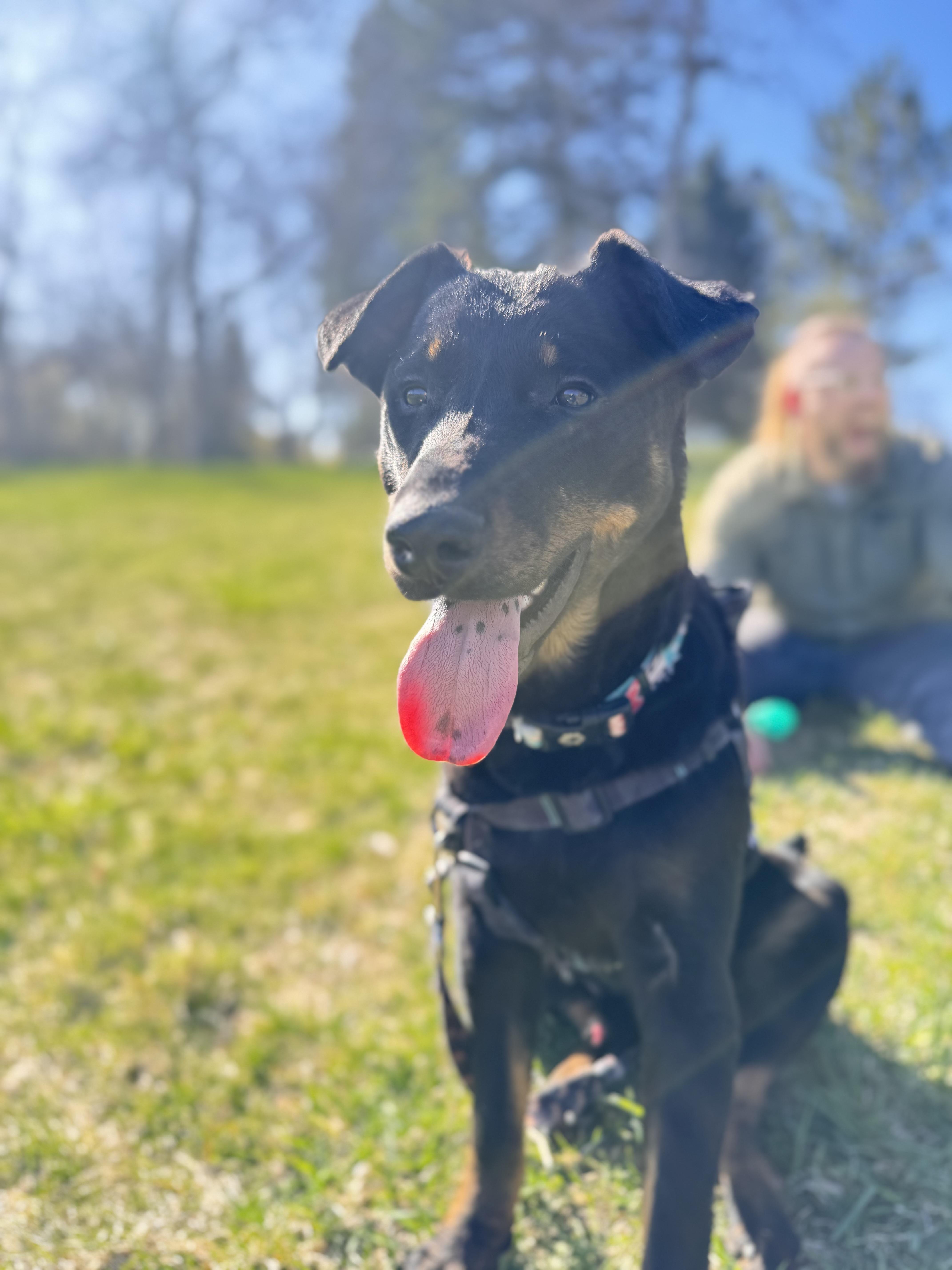 Baron, an adoptable German Shepherd Dog, German Pinscher in Hardin, MT, 59034 | Photo Image 1