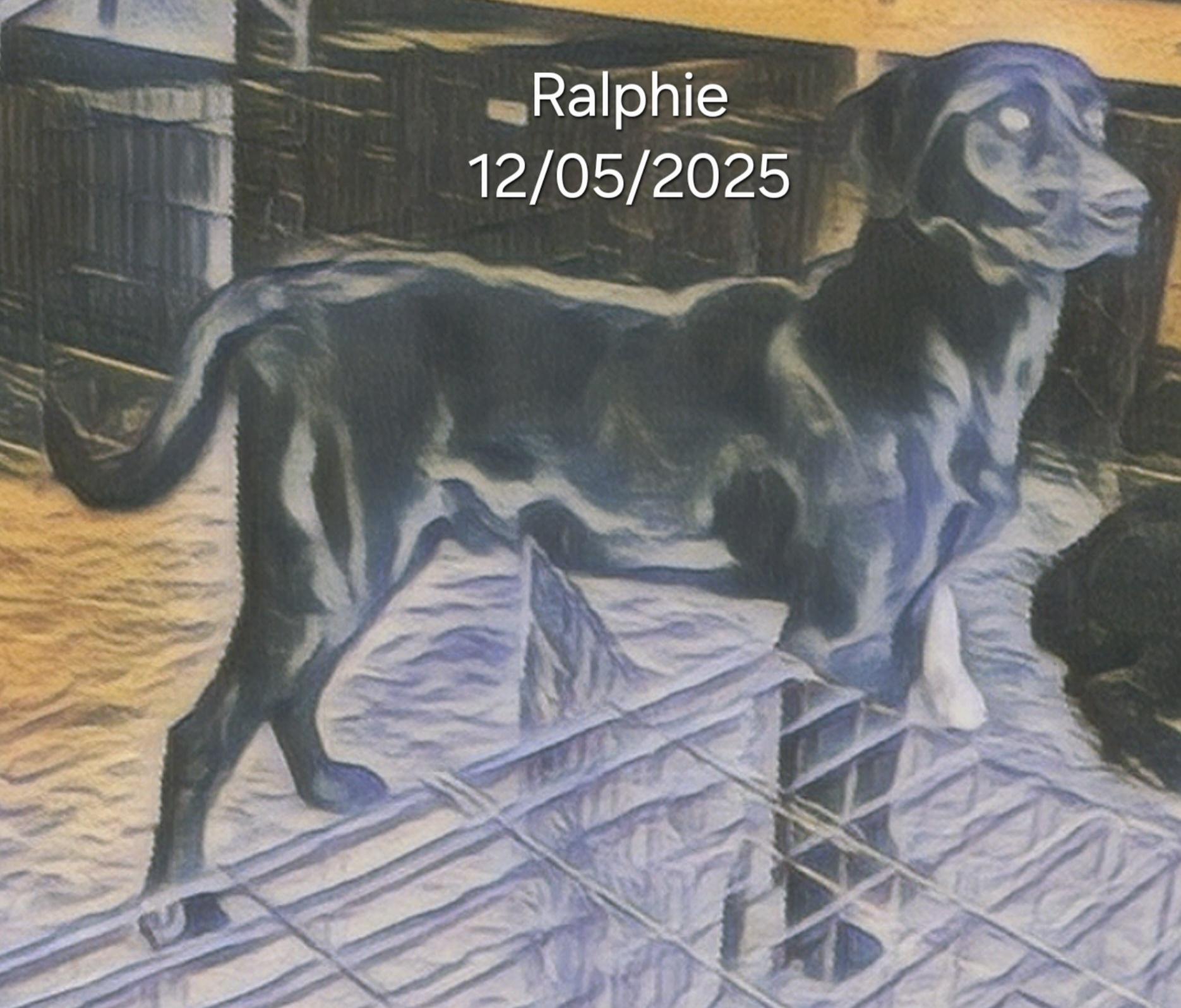 Ralphie, ADOPTABLE, Young Male Black Labrador Retriever.