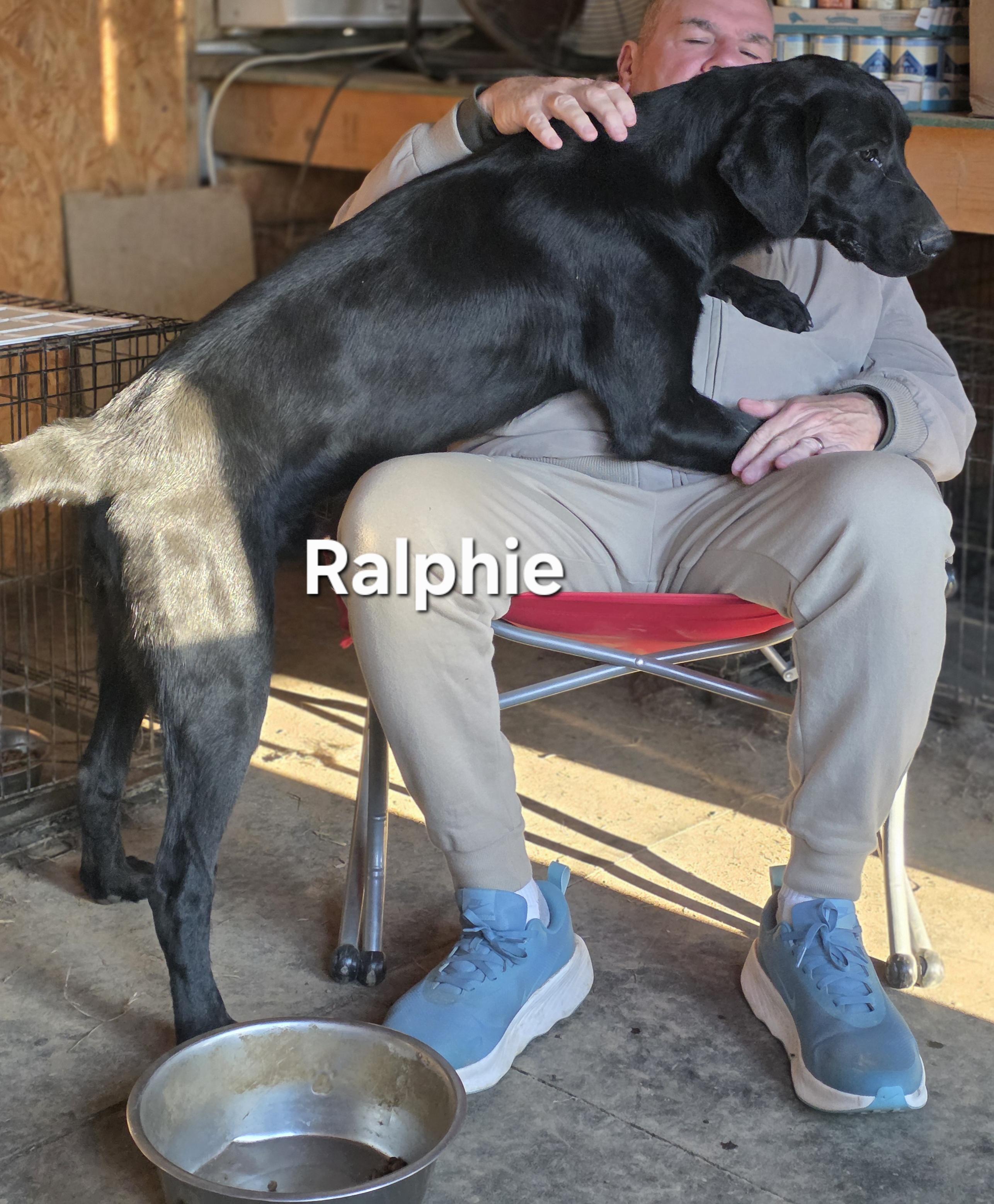 Enlarge Ralphie, a ADOPTABLE Black Labrador Retriever in Warren, RI image 3/6