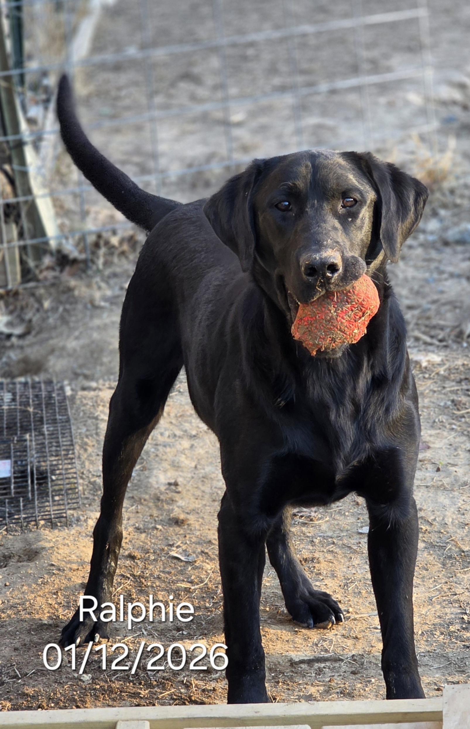 Enlarge Ralphie, an adopted Black Labrador Retriever in Warren, RI image 1/6