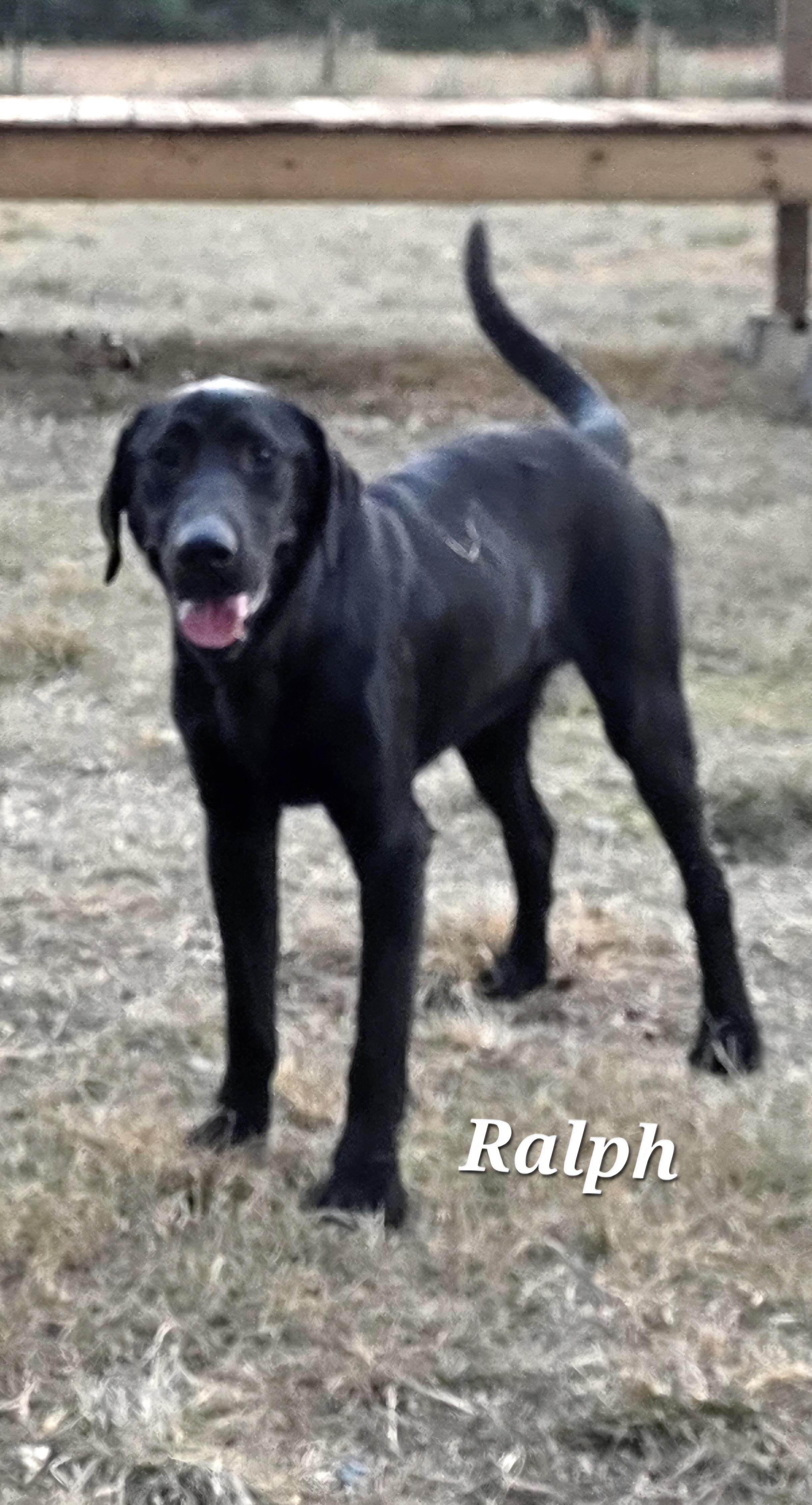 Enlarge Ralphie, a ADOPTABLE Black Labrador Retriever in Warren, RI image 4/6