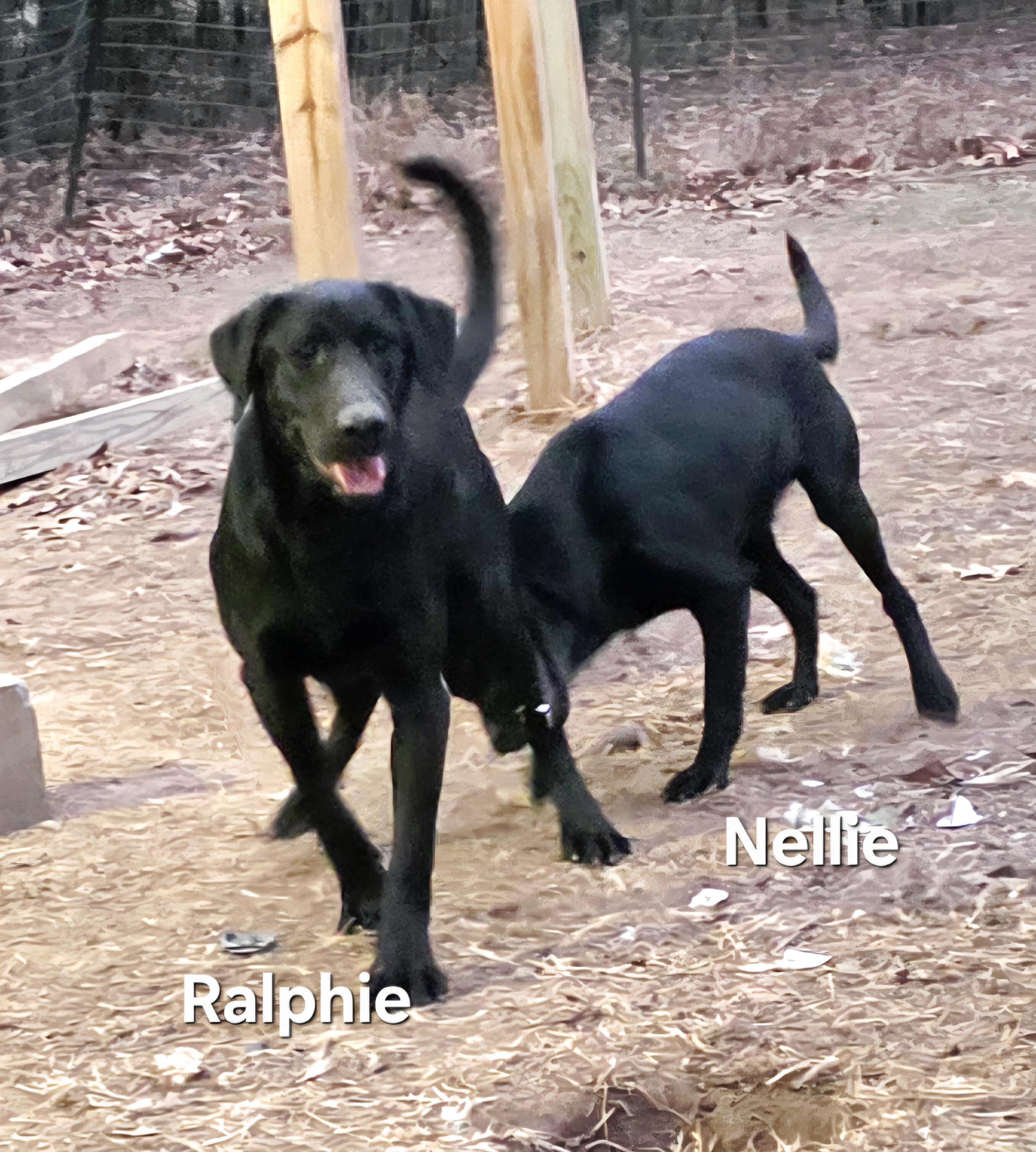 Enlarge Ralphie, a ADOPTABLE Black Labrador Retriever in Warren, RI image 5/6