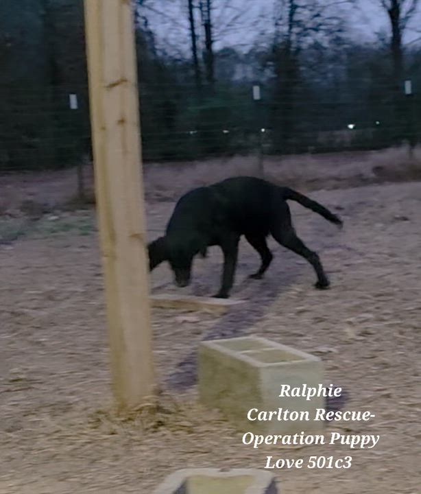 Enlarge Ralphie, a ADOPTABLE Black Labrador Retriever in Warren, RI video 6/6