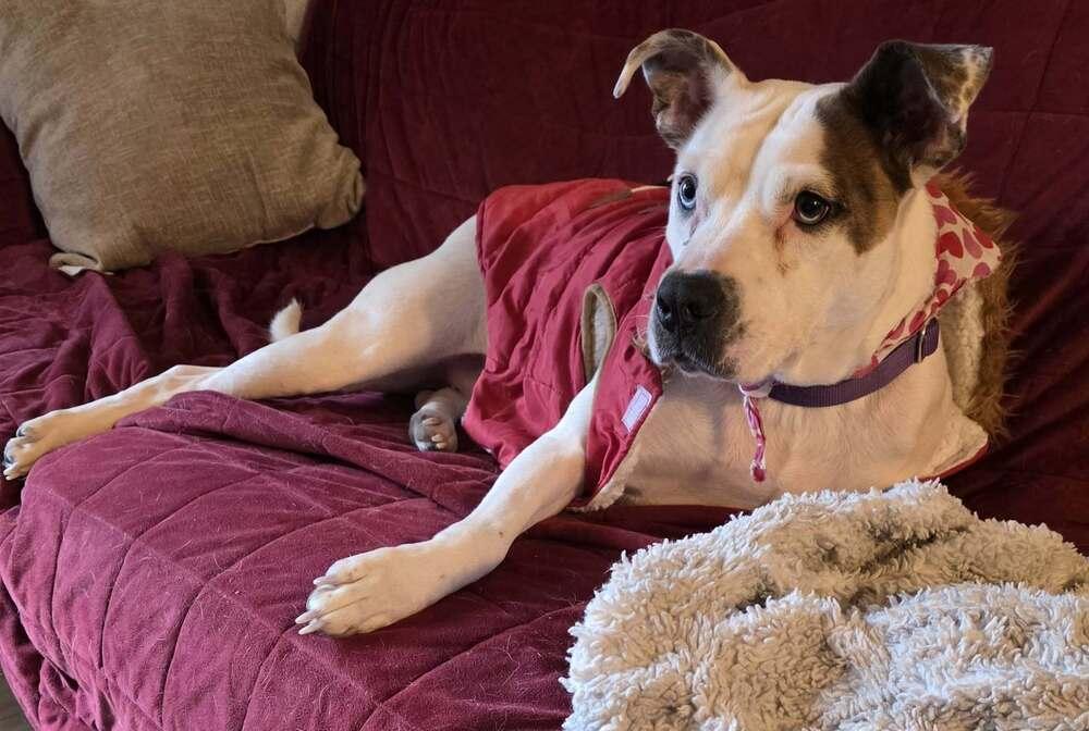 Enlarge Pandora, a Adoptable mixed breed in Milton, DE image 5/6