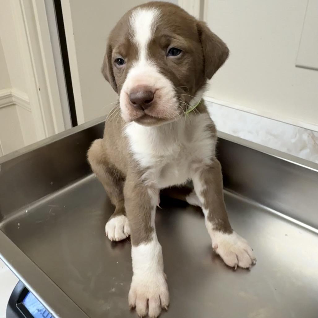 TUSC-Stray-83491_2_3_4_5_6_7_8