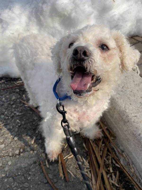 Dylan, Adoptable, Senior Male Bichon Frise.