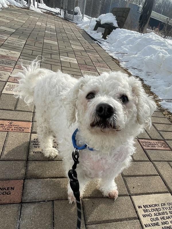 Dylan — thumbnail 2