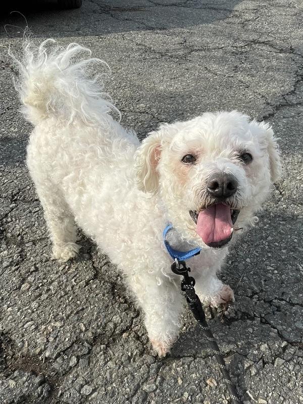 Dylan — thumbnail 3