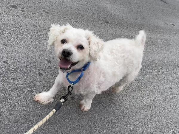 Dylan — thumbnail 5