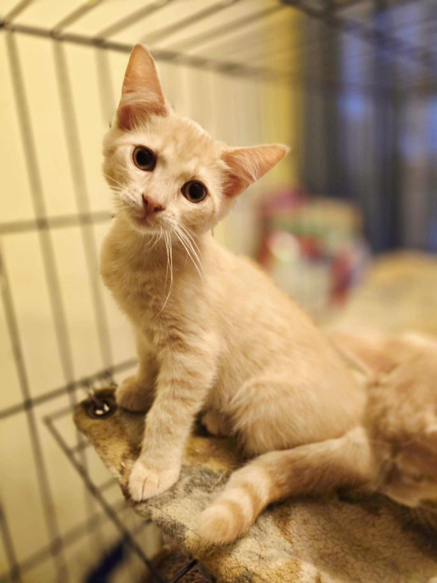 Muffler, adopted, Young Male Domestic Medium Hair.