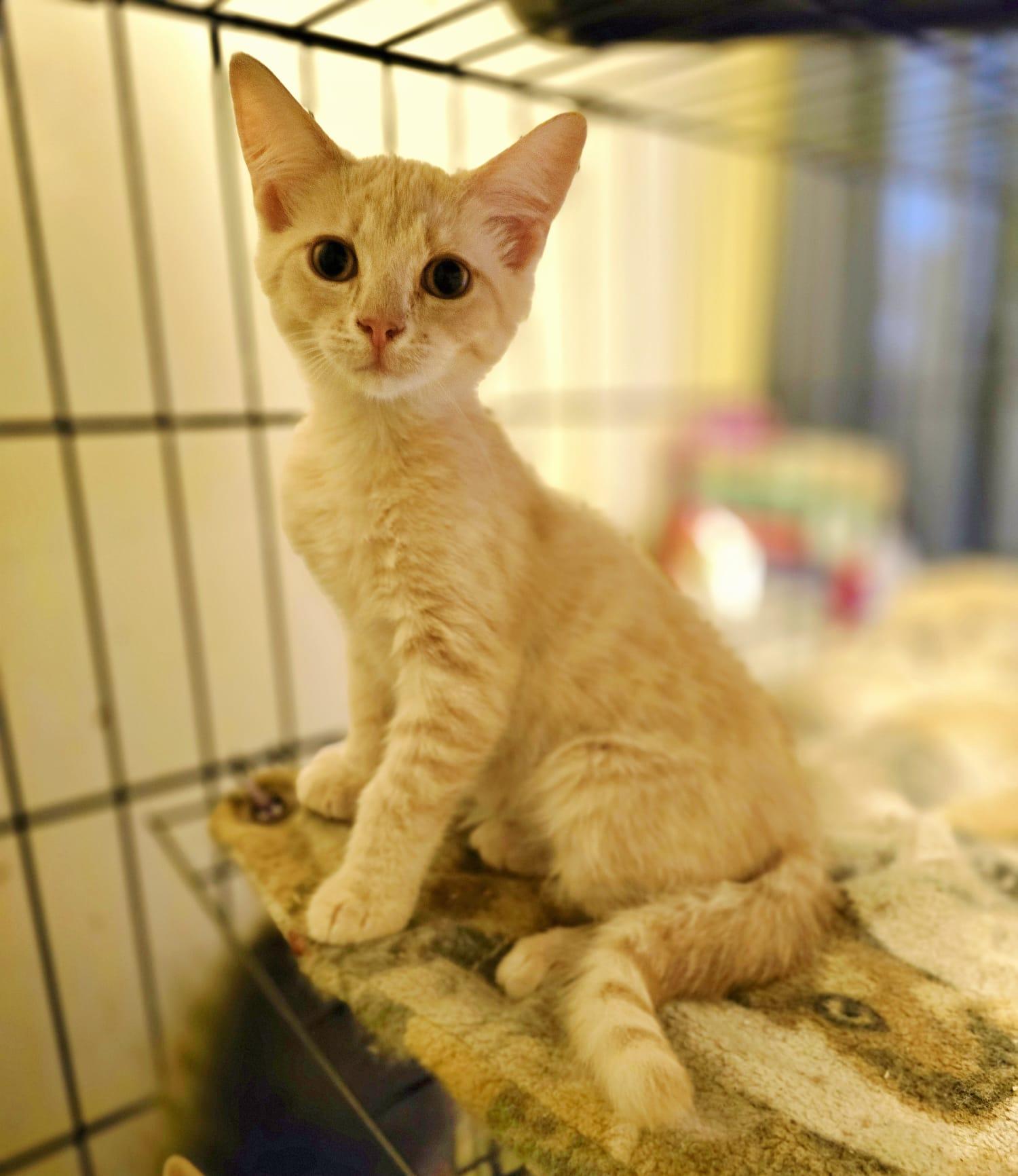 Muffler, an adopted Domestic Medium Hair in Nottingham, MD image 3/3