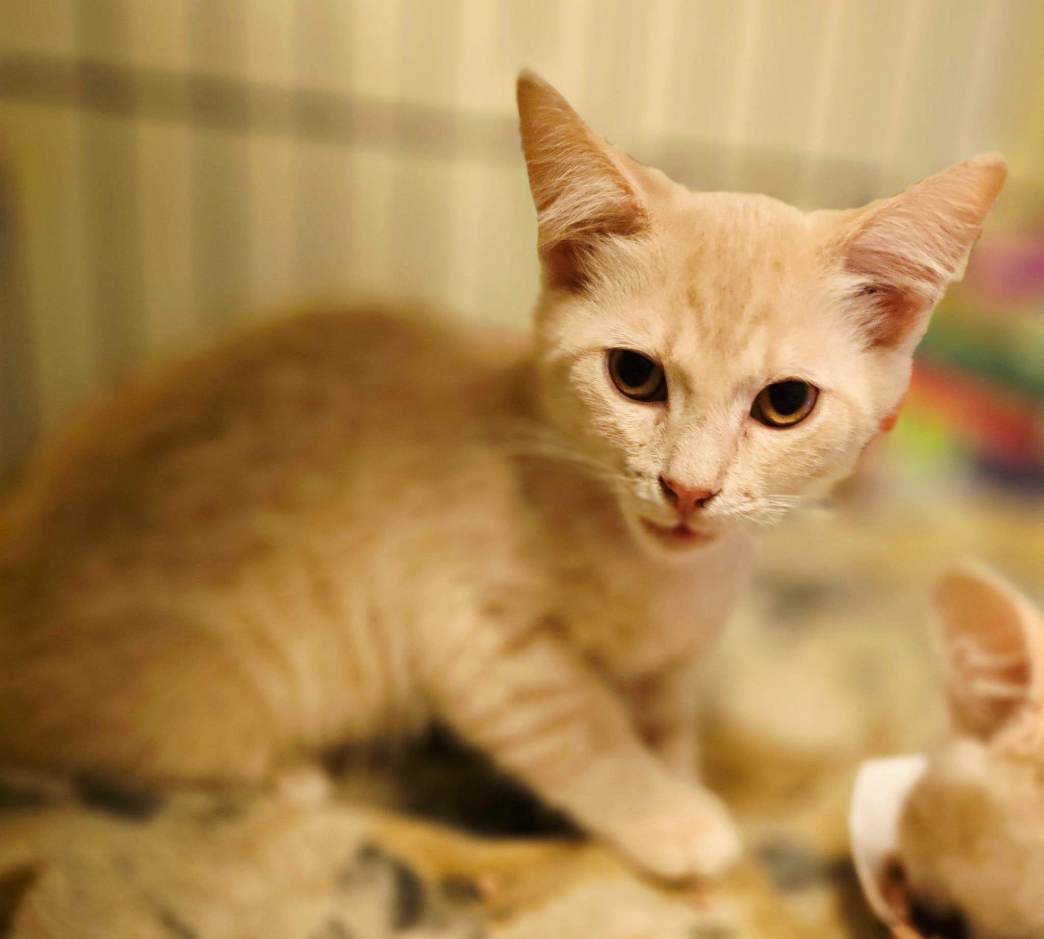Muffler, an adopted Domestic Medium Hair in Nottingham, MD image 2/3