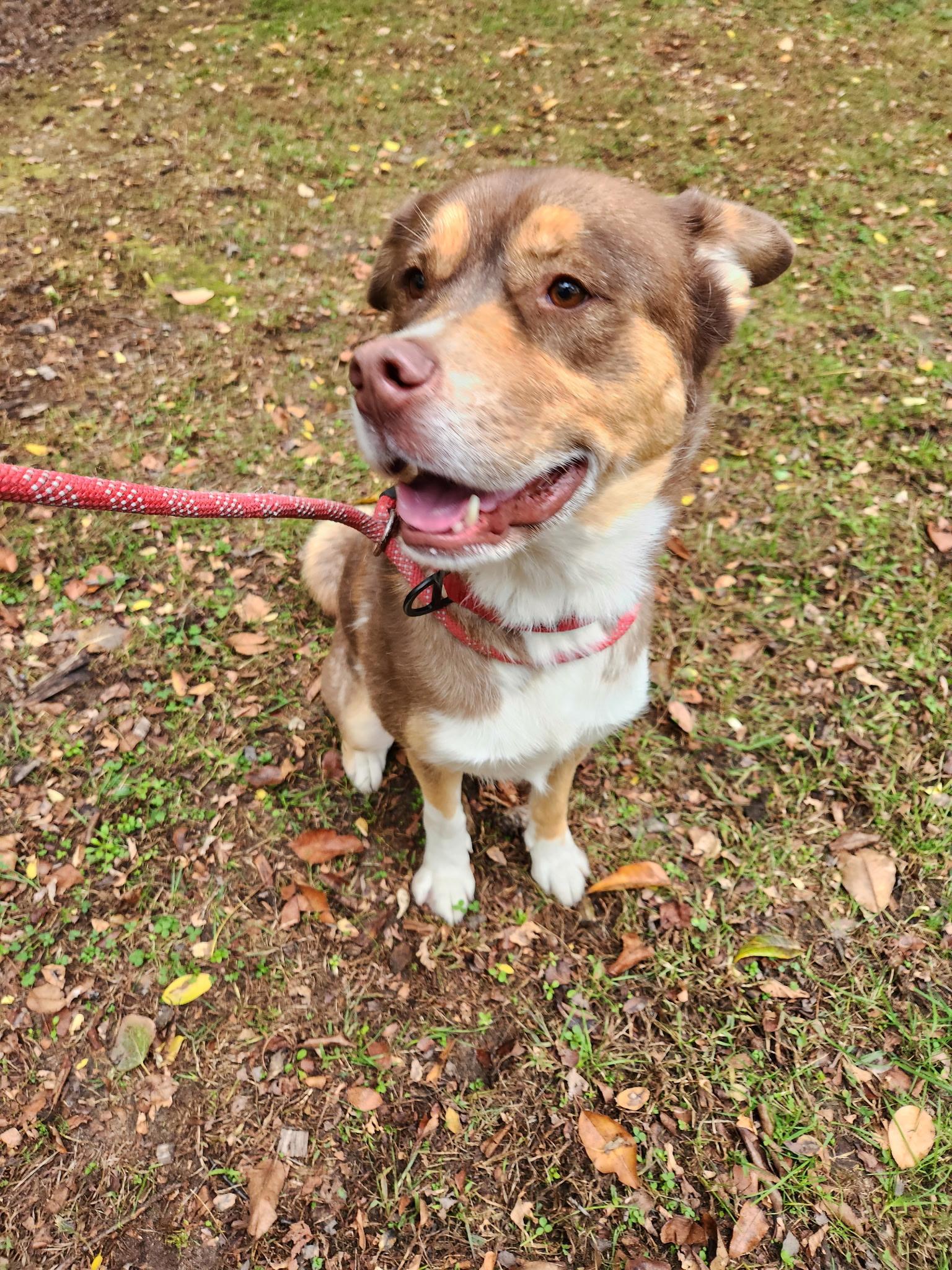 Dutchess thumbnail 3