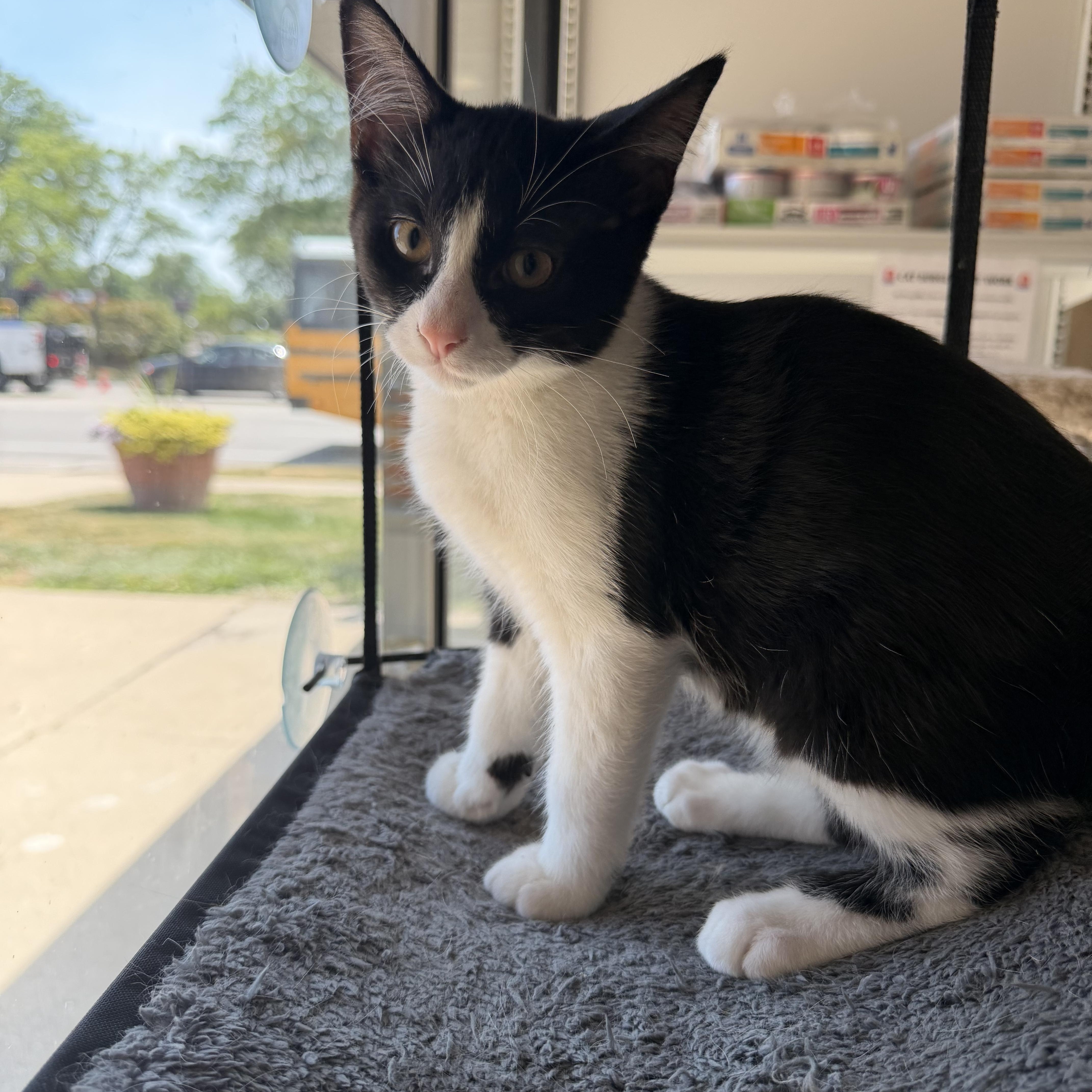 Enlarge Jackson, a ADOPTABLE Domestic Short Hair in Madison, WI image 4/4
