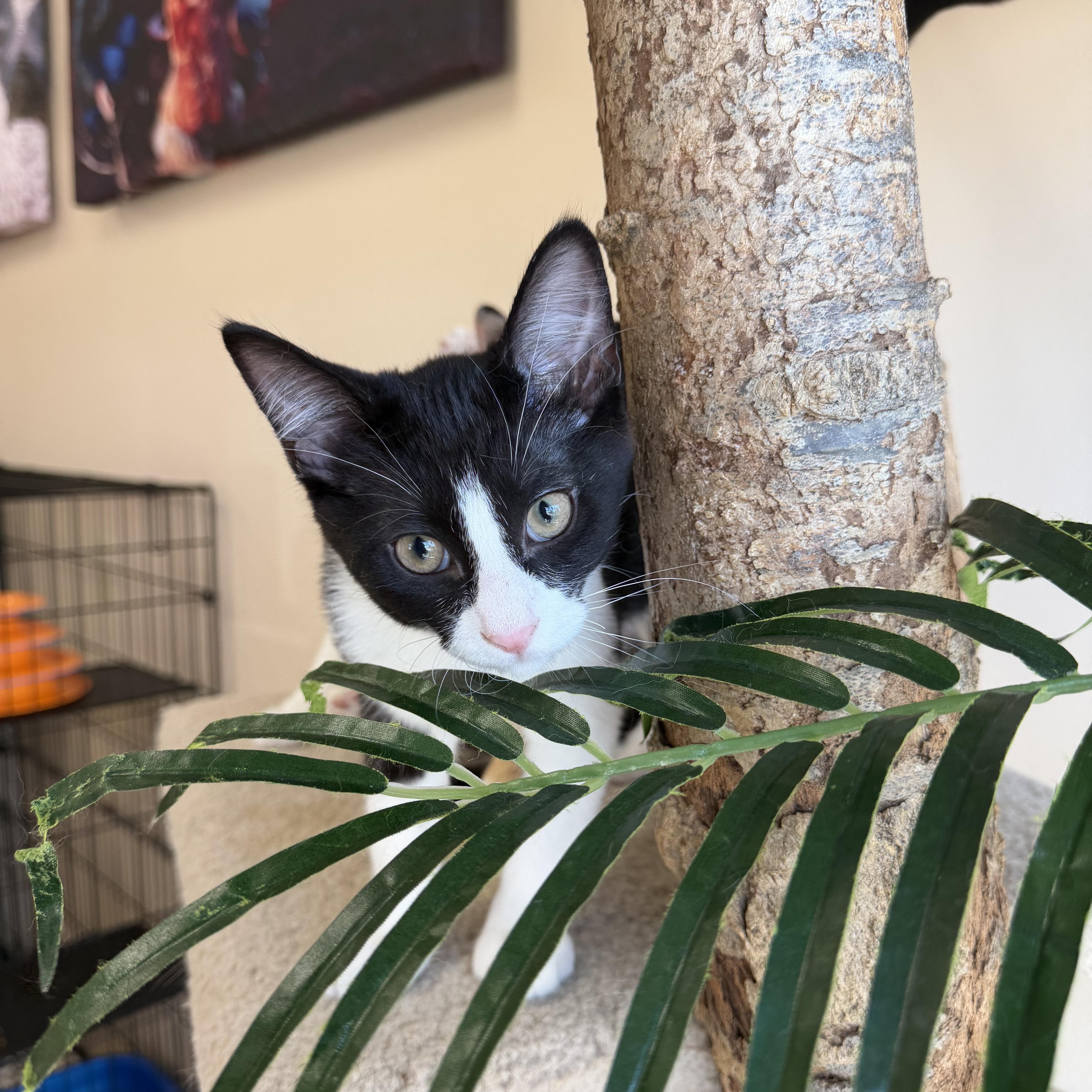 Jackson, ADOPTABLE, Kitten Male Domestic Short Hair.