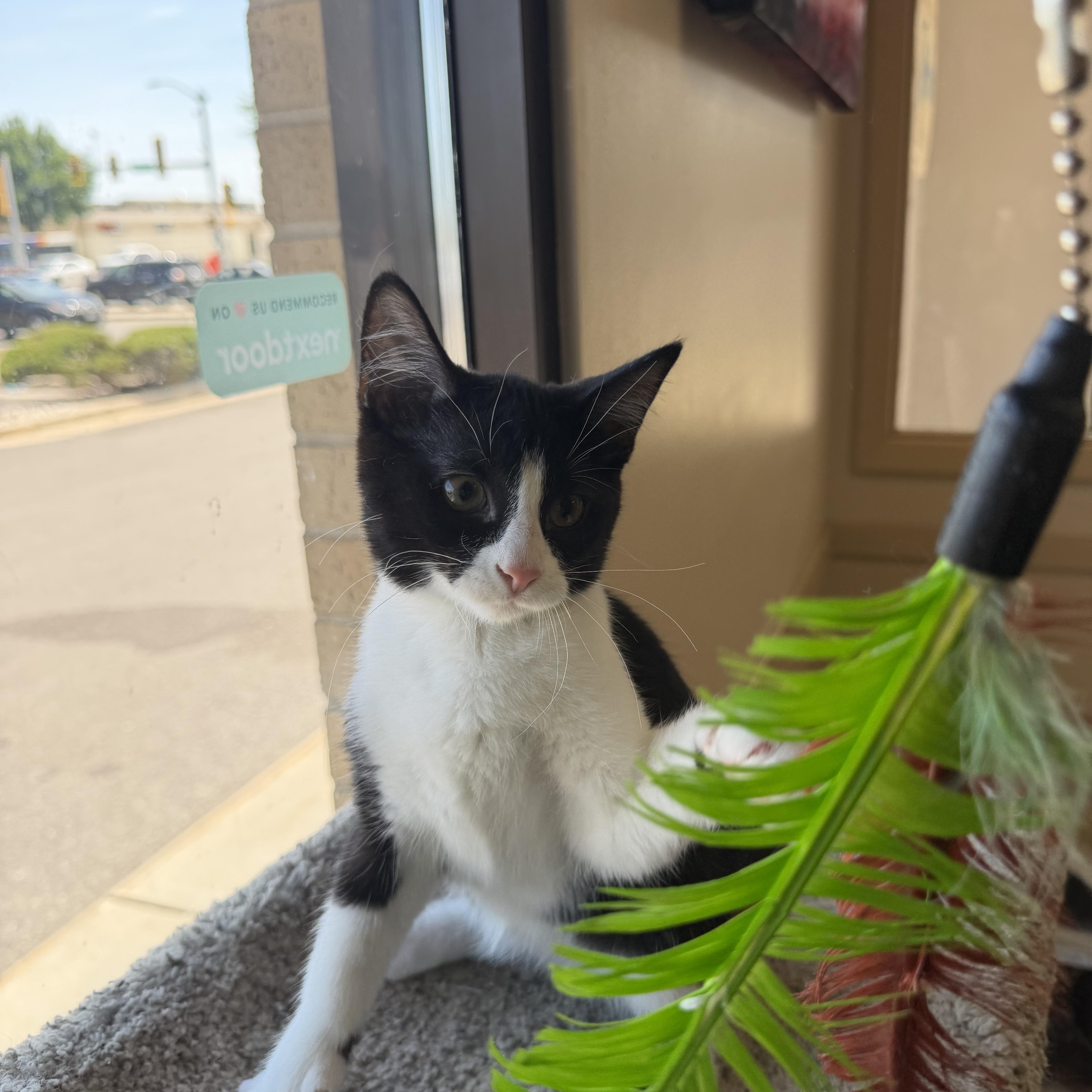 Enlarge Jackson, a ADOPTABLE Domestic Short Hair in Madison, WI image 2/4