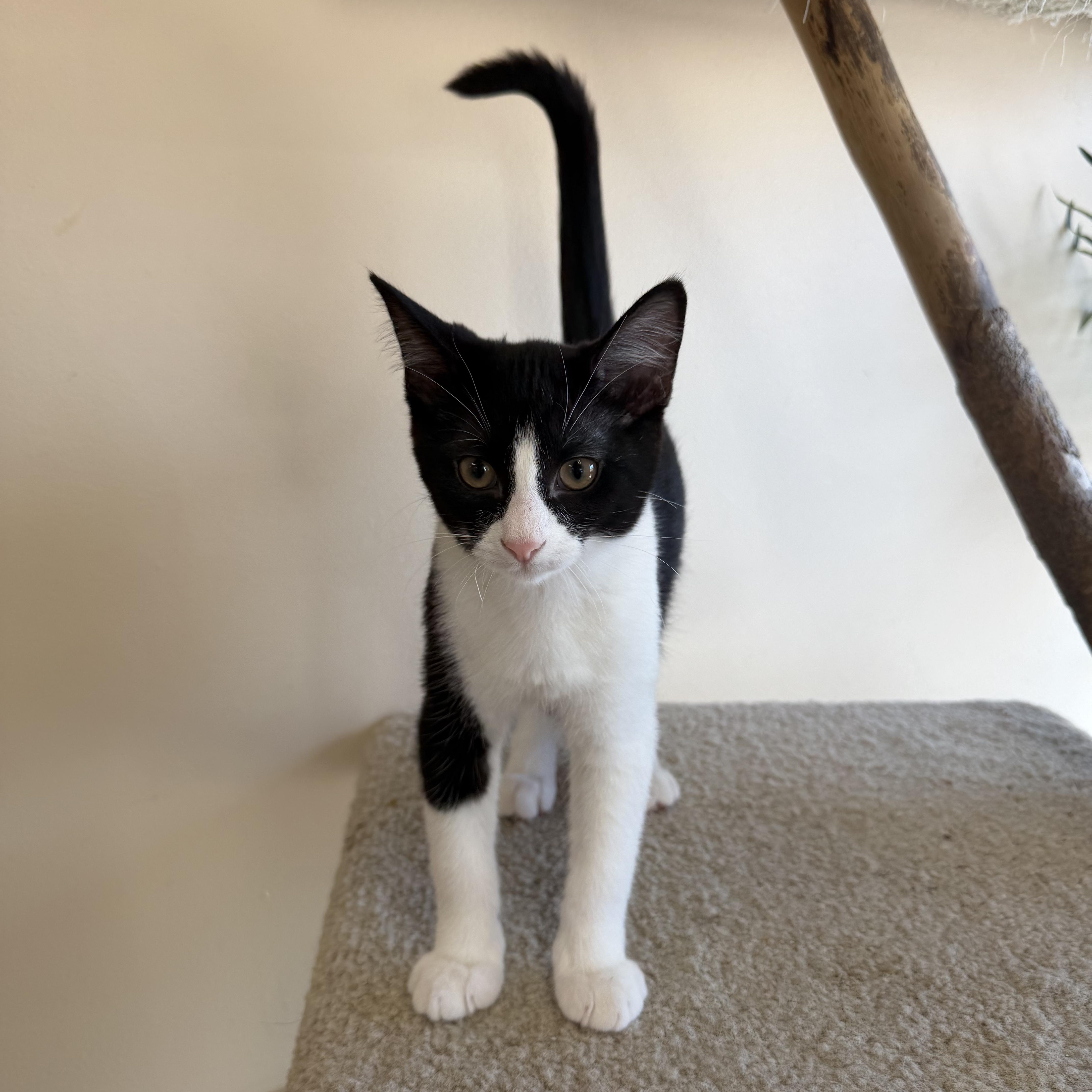 Enlarge Jackson, a ADOPTABLE Domestic Short Hair in Madison, WI image 3/4