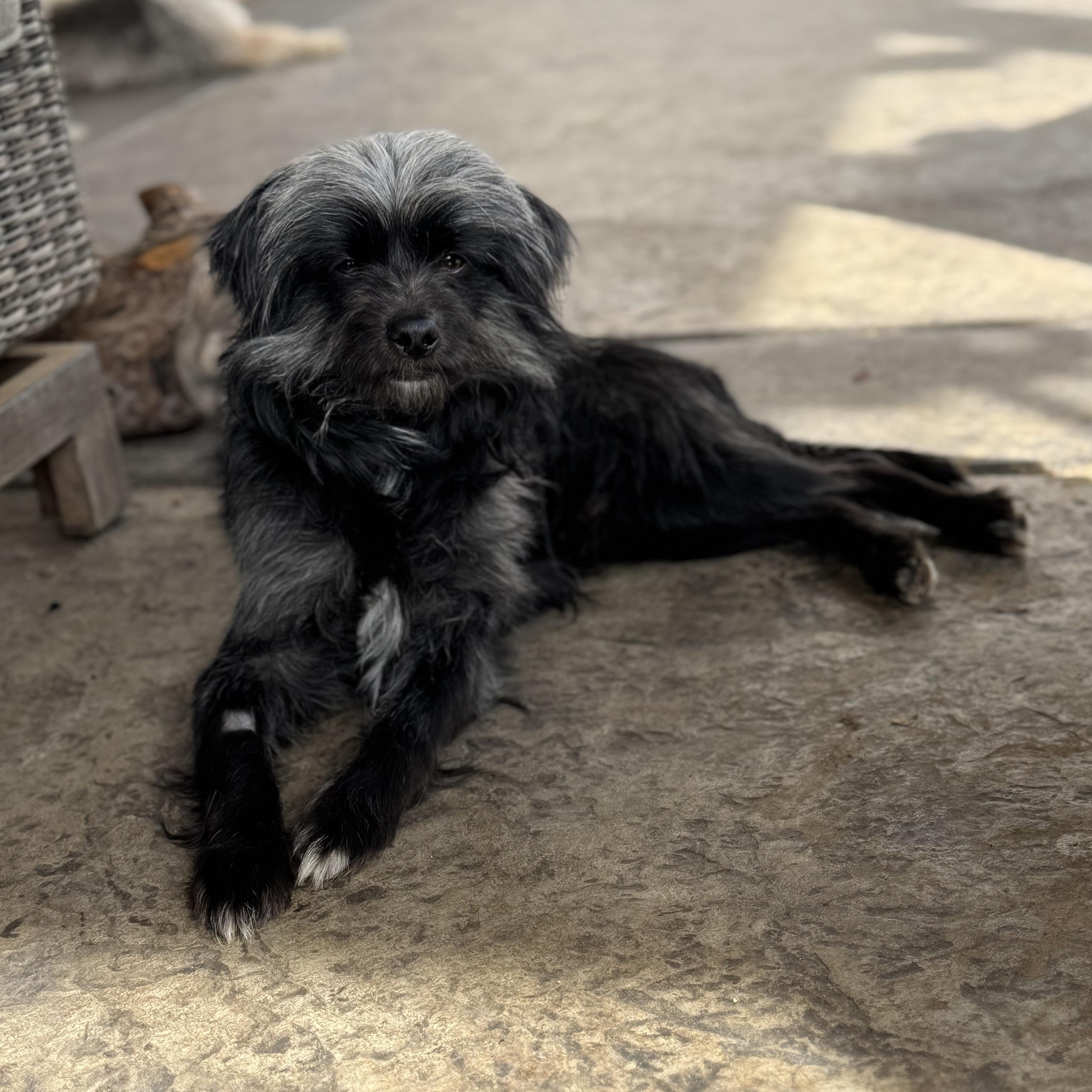 Mr. Happy Fraggie thumbnail 2