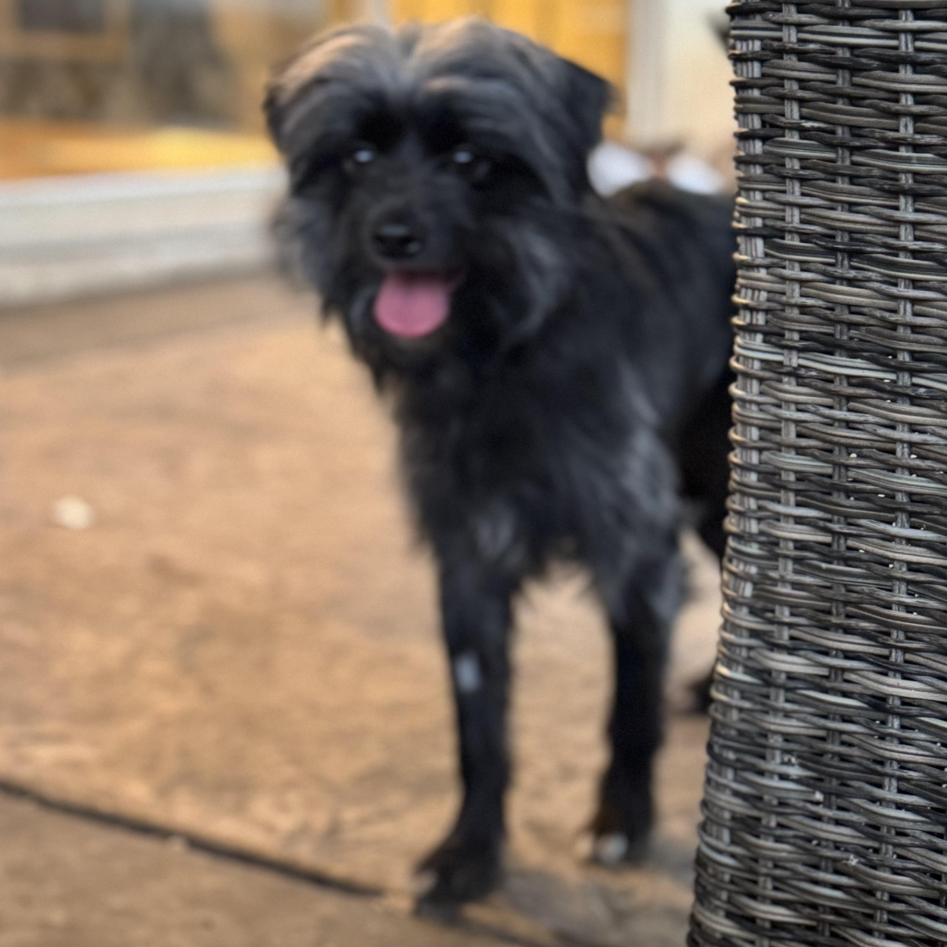 Mr. Happy Fraggie thumbnail 3