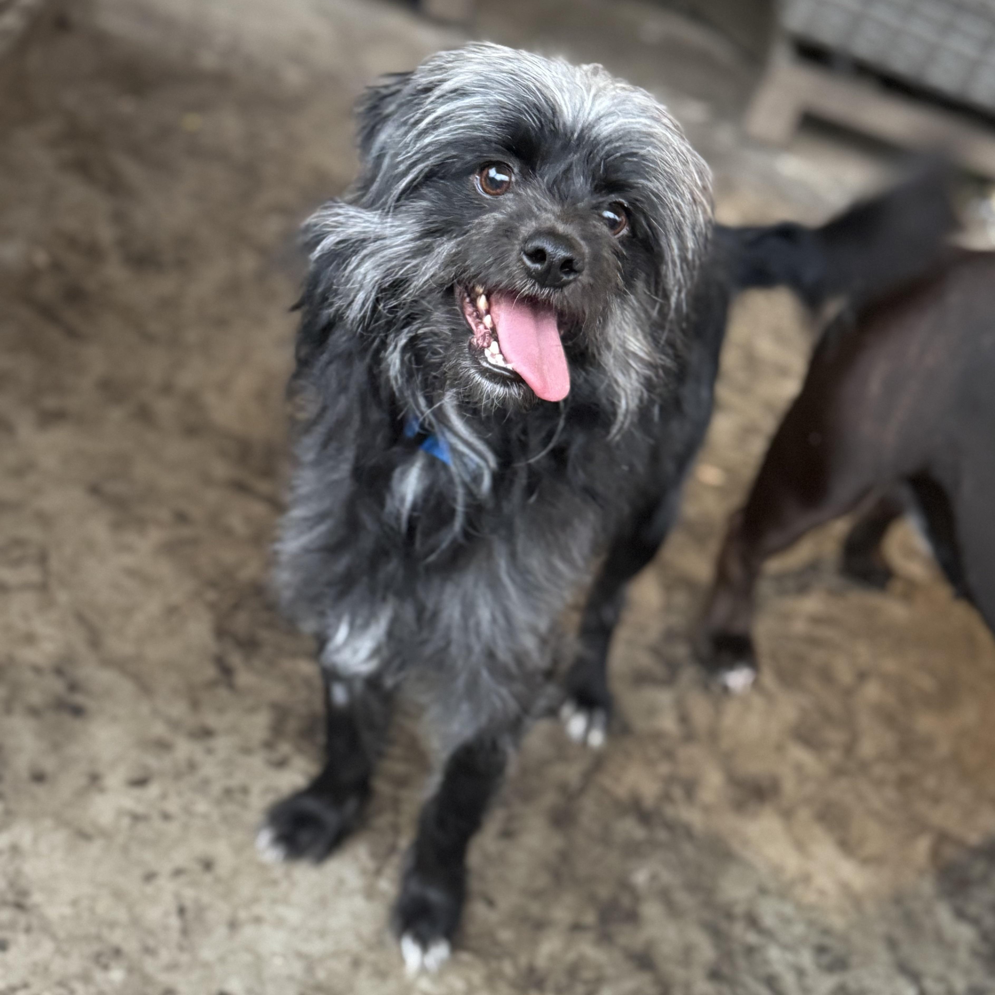 Mr. Happy Fraggie thumbnail 4