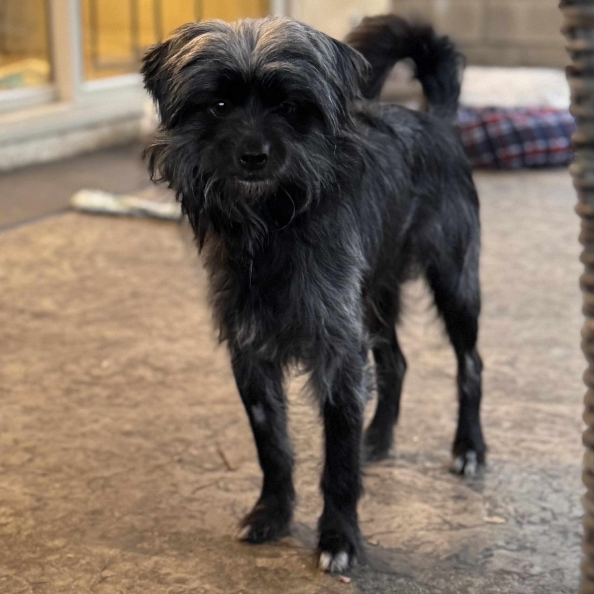 Mr. Happy Fraggie thumbnail 5