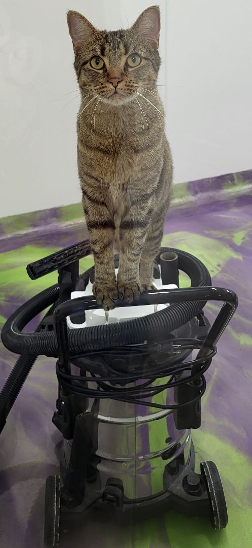 Manning, a Adoptable Domestic Short Hair in Anna, IL image 1/8