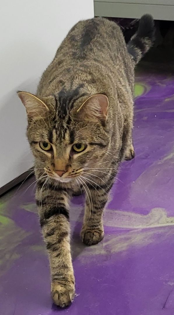 Manning, a Adoptable Domestic Short Hair in Anna, IL image 2/8