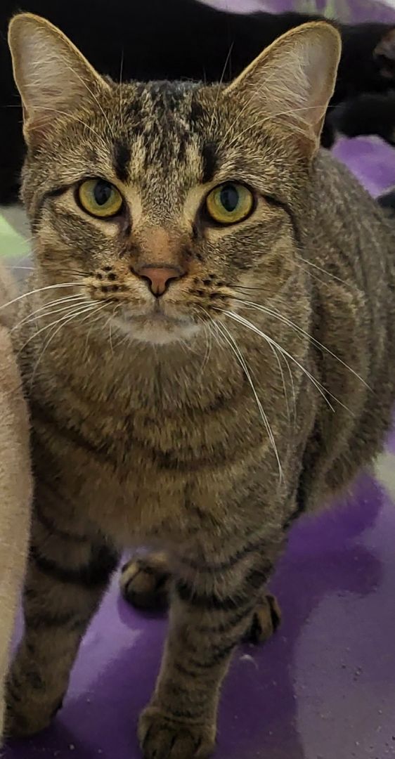 Manning, a Adoptable Domestic Short Hair in Anna, IL image 3/8