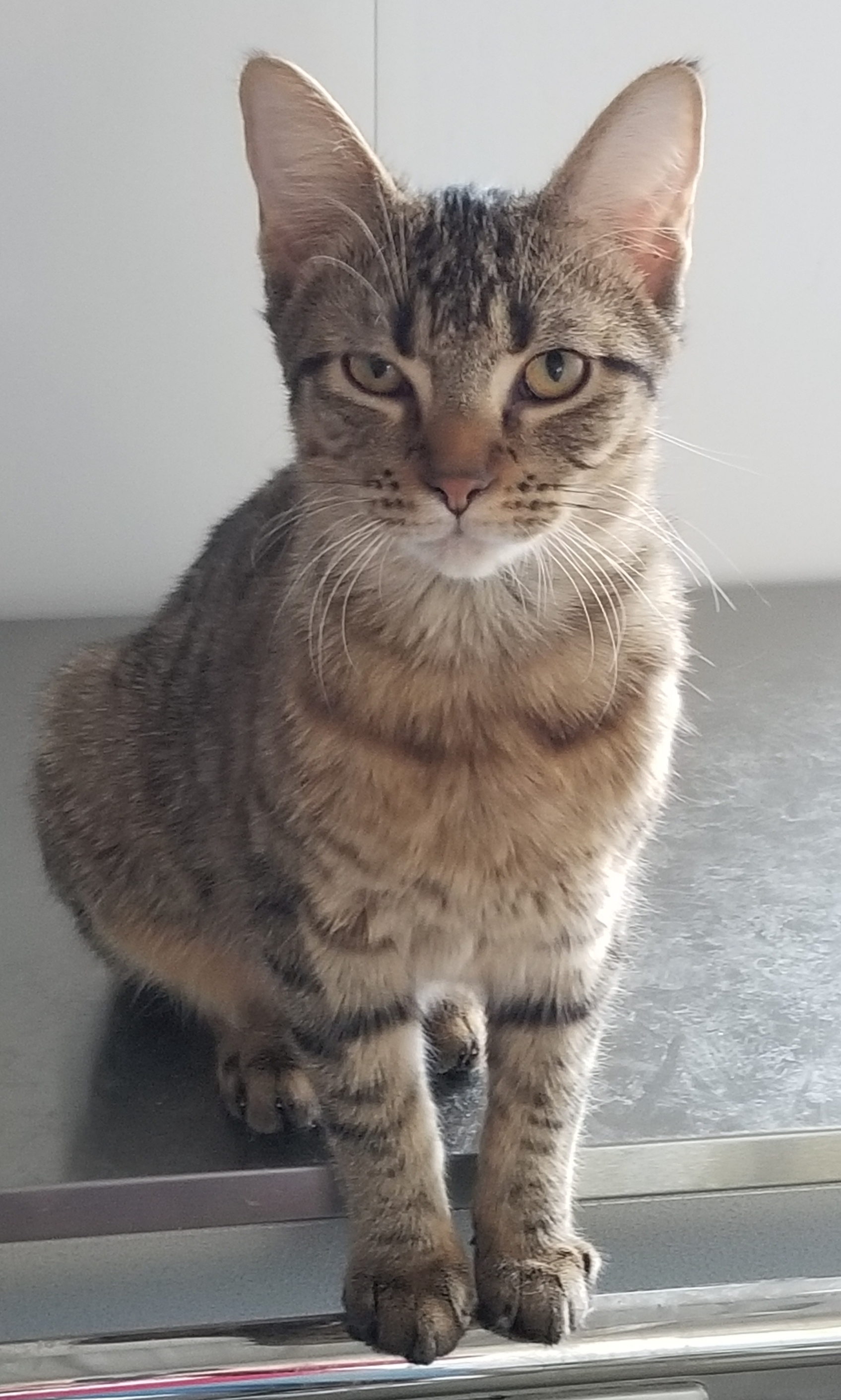 Manning, a Adoptable Domestic Short Hair in Anna, IL image 4/8