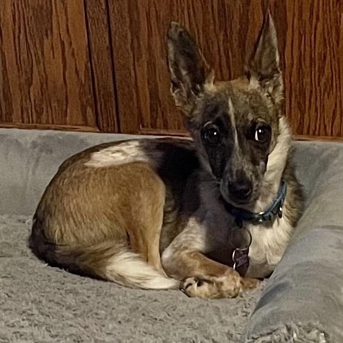 Duncan, Adoptable, Adult Male Chihuahua & Australian Cattle Dog / Blue Heeler.