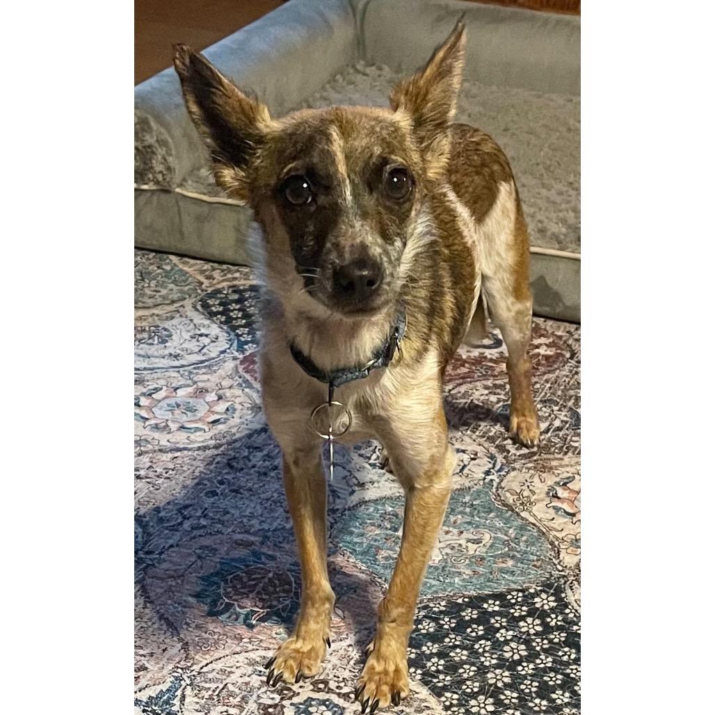 Enlarge Duncan, a Adoptable mixed breed in Crystal, MN image 2/4