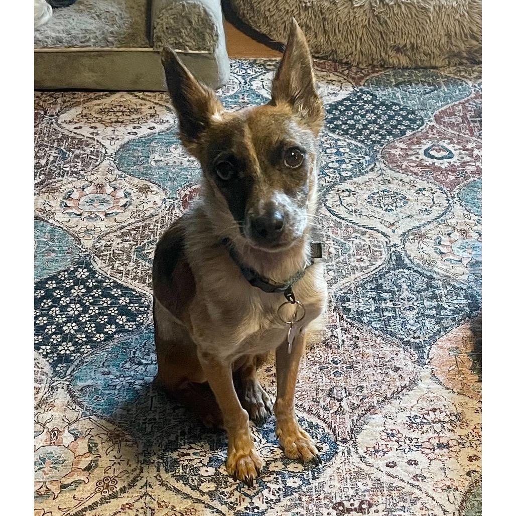 Enlarge Duncan, a Adoptable mixed breed in Crystal, MN image 3/4