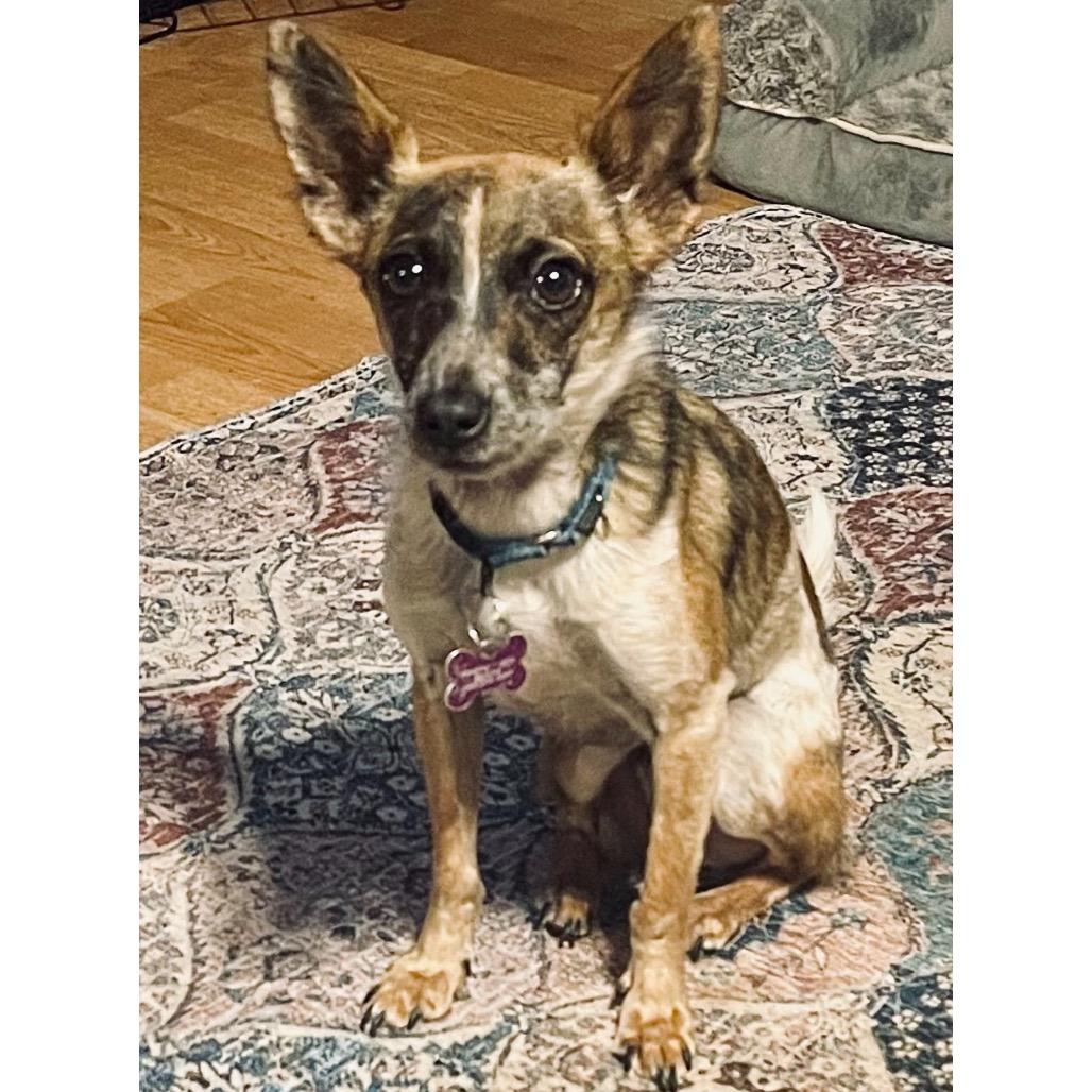 Enlarge Duncan, a Adoptable mixed breed in Crystal, MN image 4/4
