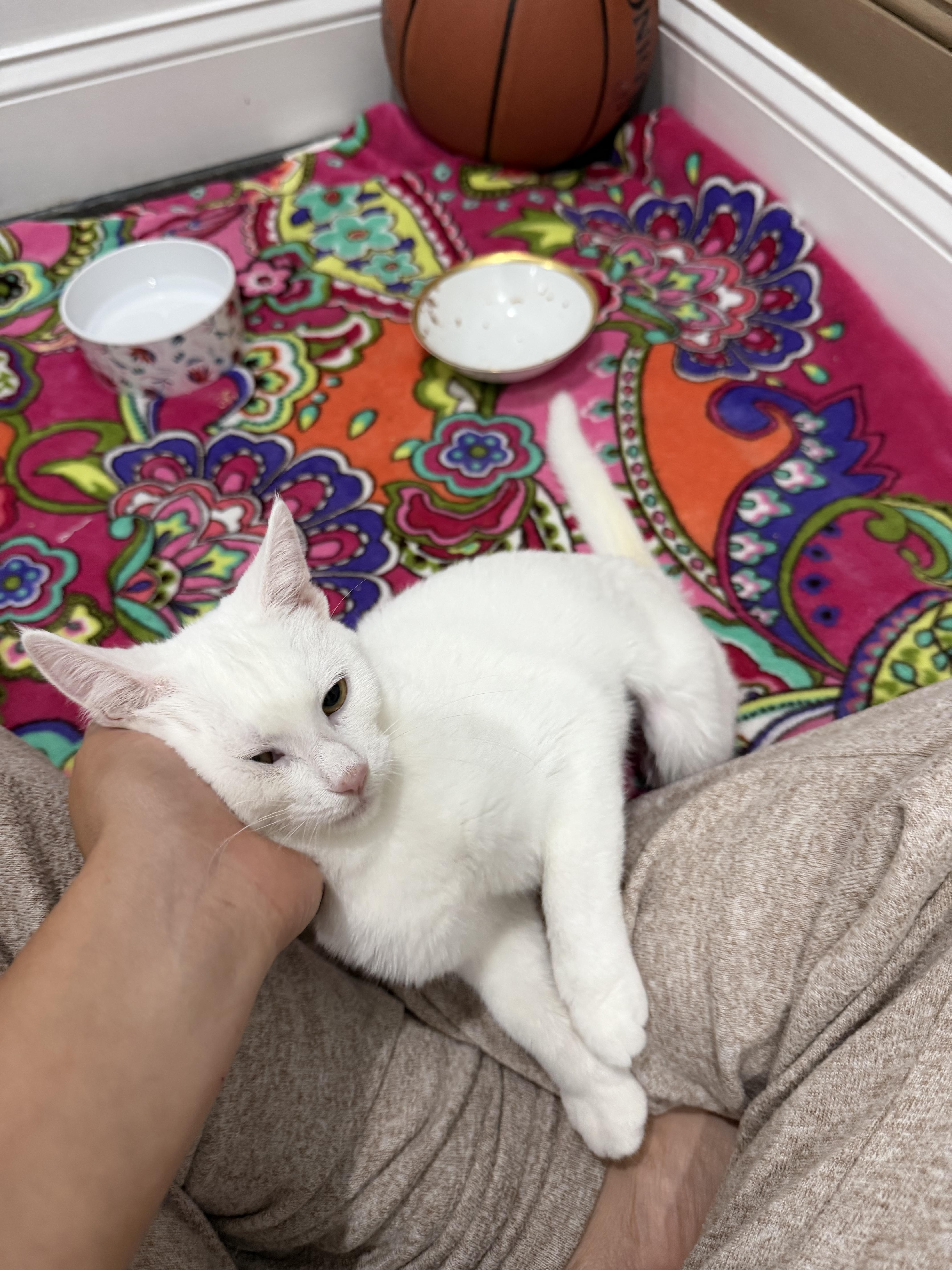 Enlarge Snow, a Adoptable mixed breed in Philadelphia, PA image 3/3