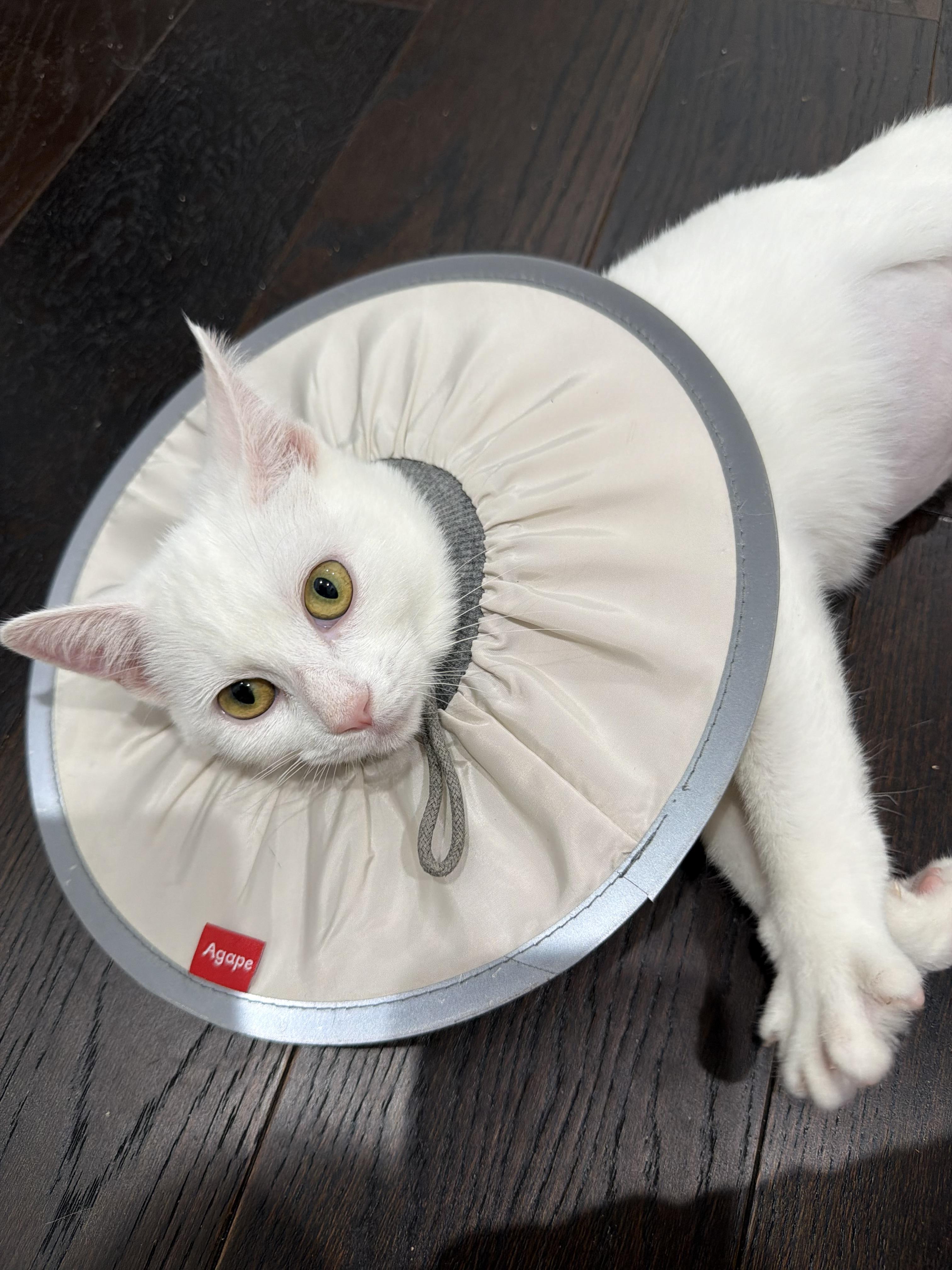 Snow, Adoptable, Kitten Female Turkish Angora & Domestic Short Hair.