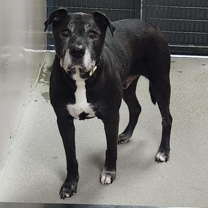 Rylee, Adoptable, Senior Male Mixed Breed.