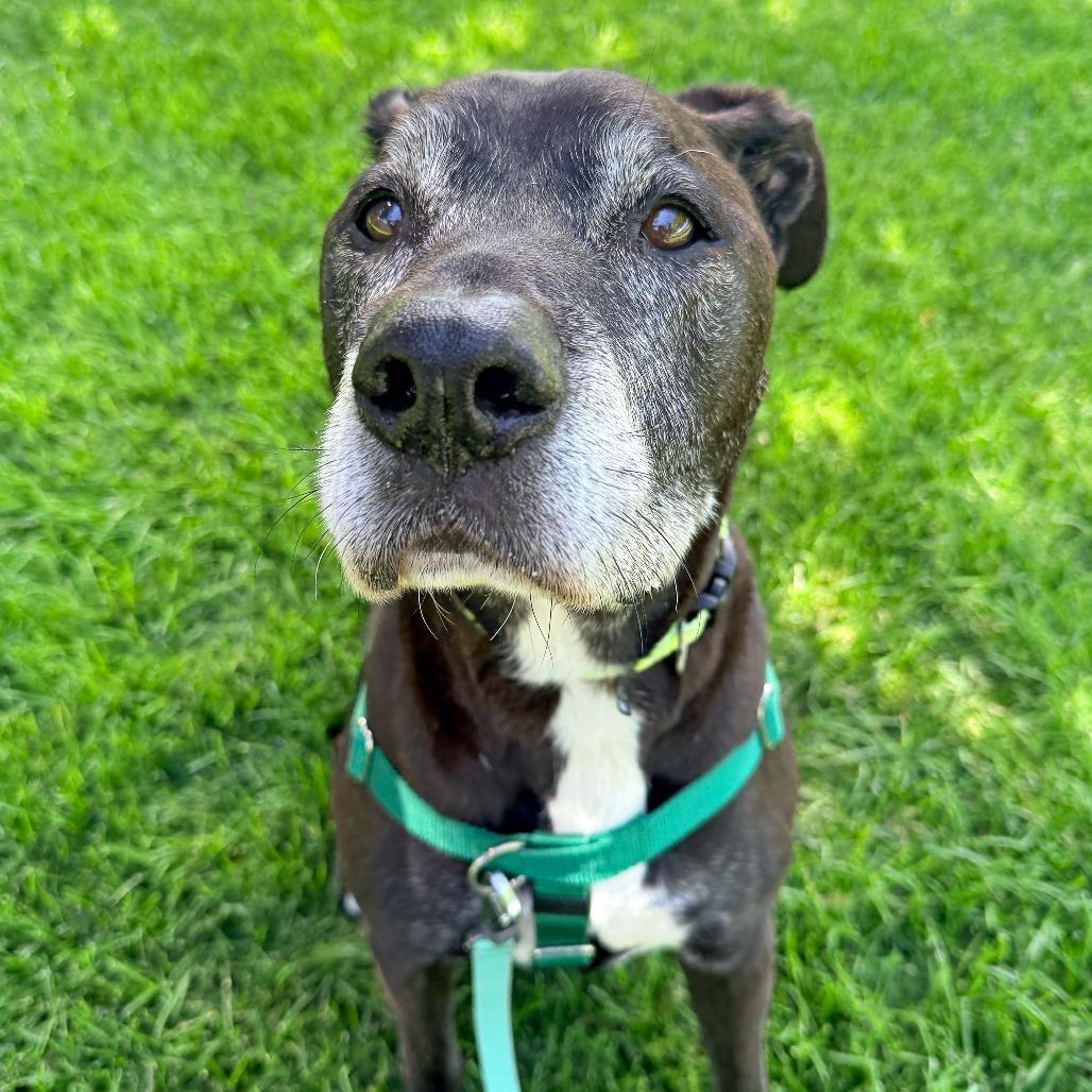 Rylee, a Adoptable Mixed Breed in Murray, UT image 2/2