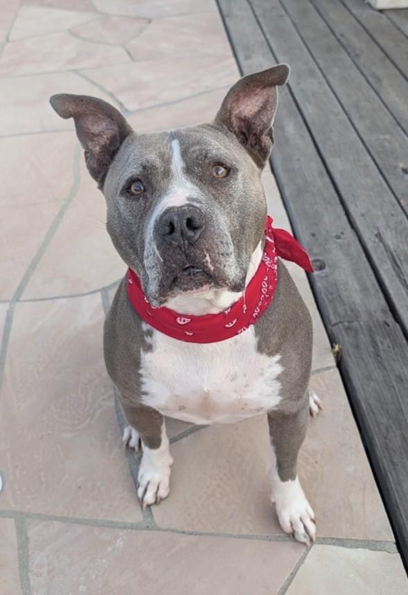 BRUIN, Adoptable, Adult Male Pit Bull Terrier.