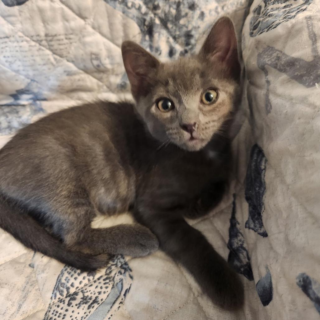 Ashford, a Adoptable Domestic Short Hair in North Port, FL image 2/2